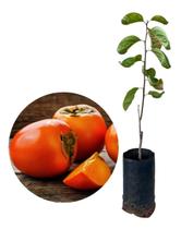 Muda De Caqui Rama Forte Para Produzir - Enxertado - AMK - Jardinagem e Paisagismo