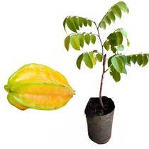 Muda de Carambola Azeda 50 a 80cm AMK - Plantas Online