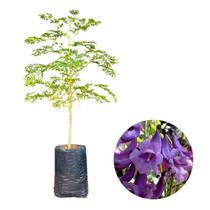 Muda de Carobinha Nativa 90cm Rápido Crescimento Muda Enraizada