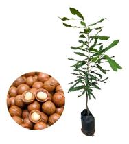 Muda De Castanha Noz Macadâmia - Enxertada