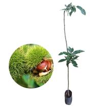 Muda de Castanha Portuguesa Enxertada