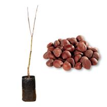 Muda de Castanha Portuguesa Rápida Produção Produz em Vasos