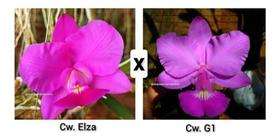 Muda De Cattleya Walkeriana Elza X Cattleya Walkeriana G1 - Orquídea