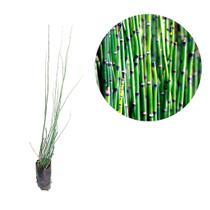 Muda de Cavalinha - Medicinal