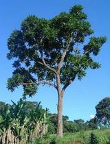 Muda de Cedro Rosa - Cedrela Fissilis