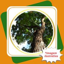 Muda de Cedro Rosa Cedrela Fissilis