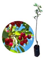 Muda De Cereja Europeia Enxertada (cereja De Bolo)