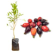 Muda de Cereja Nativa Rápida Produção Produz em Vasos