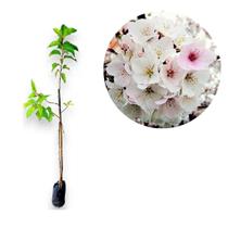 Muda de Cerejeira Japonesa Sakura Branca de Flor Dobrada - Enxertada
