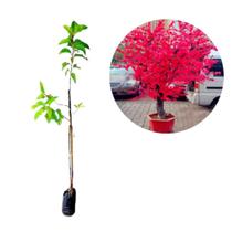 Muda de Cerejeira Sakura Japonesa Ornamental Vermelha -enxerto Ja floresce