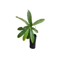 Muda de Chá De Bugre Altura de 0,40 cm a 0,80 cm