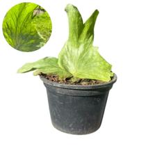 Muda De Chifre De Viado Grande Exótica Ornamental Superbum Pote 13 Cor Folhagem:Verde