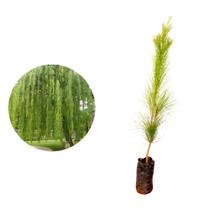 Muda de Chorão Verdadeiro 20 a 40cm AMK - Plantas Online - AMK Jardinagem e Paisagismo