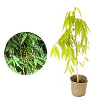 Muda de Choupala 20 a 40cm AMK - Plantas Online Muda de Choupala 20 a 40cm AMK - Plantas Online