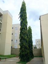 Muda de choupala, árvore mastro - Mudas de 1.50 mt