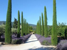 Muda de Cipreste Vela ou Ilaliano- Verdadeiro estaca