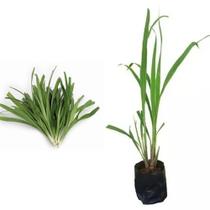 Muda de Citronela 20 a 40cm AMK - Plantas Online - AMK Jardinagem e Paisagismo