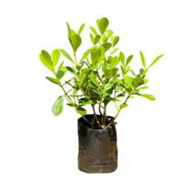 Muda de Clusia 50cm Rápido Crescimento Ideal Para Cerca Viva