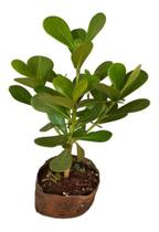 Muda De Clúsia - Ideal Para Cercas Vivas Muda De Clúsia - Ideal Para Cercas Vivas