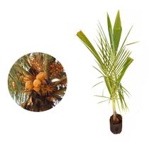 Muda de Coco Anao Amarelo 50 a 80cm AMK - Plantas Online