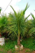 Muda de Coco Anão Praiano Altura 1,5 m a 1,8 m Muda de Coco Anão Praiano Altura 1,5 m a 1,8 m