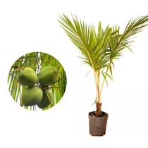 Muda de Coco Praiano 50 a 80cm AMK - Plantas Online