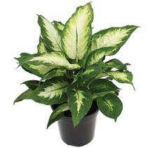 Muda De Comigo Ninguém Pode 40cm Planta Decorativa Natural