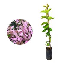 Muda de Congeia 20 a 40cm AMK - Plantas Online