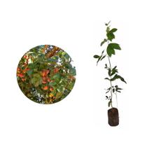 Muda de Copaiba 20 a 40cm AMK - Plantas Online Muda de Copaiba 20 a 40cm AMK - Plantas Online