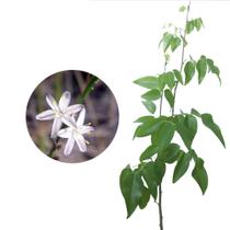 Muda de Coração De Negro 20 a 40cm AMK - Plantas Online Muda de Coração De Negro 20 a 40cm AMK - Plantas Online