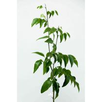 Muda de Coração de Negro Altura de 0,40 cm a 0,80 cm Muda de Coração de Negro Altura de 0,40 cm a 0,80 cm