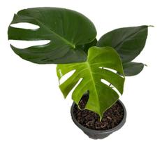 Muda De Costela De Adão - Monstera Deliciosa Planta Natural Envio Imediato Pronta entrega