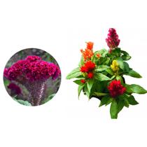 Muda de Crista De Galo 20 a 40cm AMK - Plantas Online
