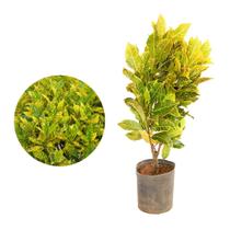 Muda de Croton Amarelo 20 a 40cm AMK - Plantas Online Muda de Croton Amarelo 20 a 40cm AMK - Plantas Online