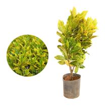 Muda de Croton Amarelo 20 a 40cm AMK - Plantas Online