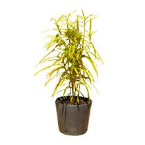 Muda de Cróton Brasileirinho 70cm Para Vasos e Jardins