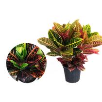 Muda de Croton Hibrido 20 a 40cm AMK - Plantas Online Muda de Croton Hibrido 20 a 40cm AMK - Plantas Online