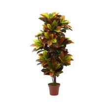 Muda de Cróton Tropical 20 a 40cm AMK - Plantas Online - AMK Jardinagem e Paisagismo