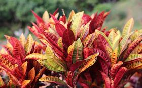 Muda De Croton Tropical Altura De 0,40 Cm A 0,80 Cm Muda De Croton Tropical Altura De 0,40 Cm A 0,80 Cm