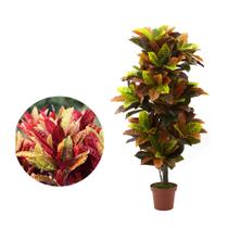 Muda De Croton Tropical Altura De 0,40 Cm A 0,80 Cm