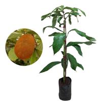 Muda De Cupuaçu 20 cm a 40 cm Muda De Cupuaçu 20 cm a 40 cm