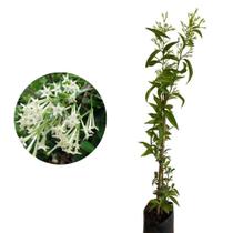 Muda de Dama Da Noite 20 a 40cm AMK - Plantas Online - AMK Jardinagem e Paisagismo