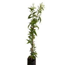Muda de Dama Da Noite 20 a 40cm AMK - Plantas Online Muda de Dama Da Noite 20 a 40cm AMK - Plantas Online