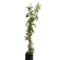 Muda de Dama Da Noite 50 a 80cm AMK - Plantas Online