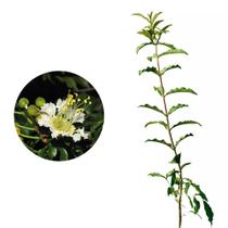 Muda de Dedaleira 20 a 40cm AMK - Plantas Online Muda de Dedaleira 20 a 40cm AMK - Plantas Online