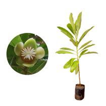 Muda de Dilenia 20 a 40cm AMK - Plantas Online Muda de Dilenia 20 a 40cm AMK - Plantas Online