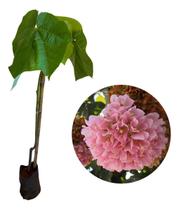Muda De Dombéia - Astrapéia Rosa Bem Formada Com 1 Metro Muda De Dombéia - Astrapéia Rosa Bem Formada Com 1 Metro