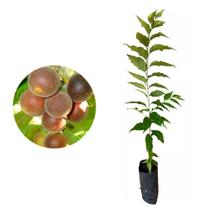 Muda De Dovyalis Hebercarpa Ou Groselha Hibrida Muda De Dovyalis Hebercarpa Ou Groselha Hibrida