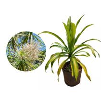 Muda de Dracena Arborea 20 a 40cm AMK - Plantas Online