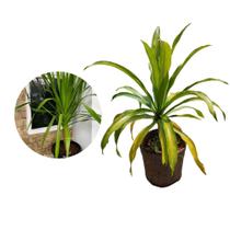 Muda de Dracena Arborea 20 a 40cm AMK - Plantas Online